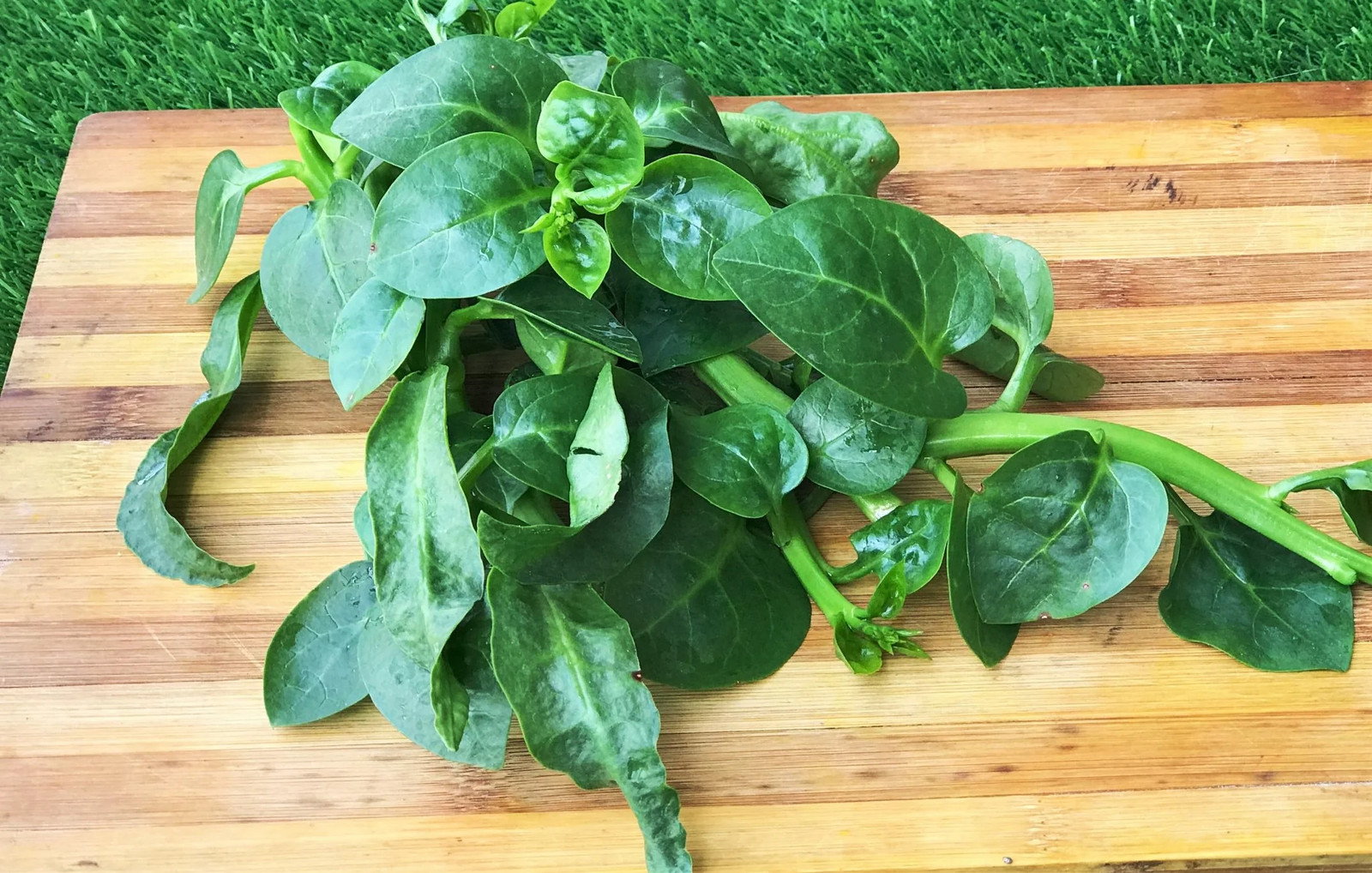 Giant Malabar Spinach Seeds | Round Leaf Green Vine Lettuce Vegetable Seed 2024