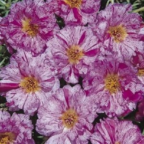 50+ SUNDIAL PEPPERMINT PORTULACA MOSS ROSE SEEDS ANNUAL GROUND-COVER SEEDS