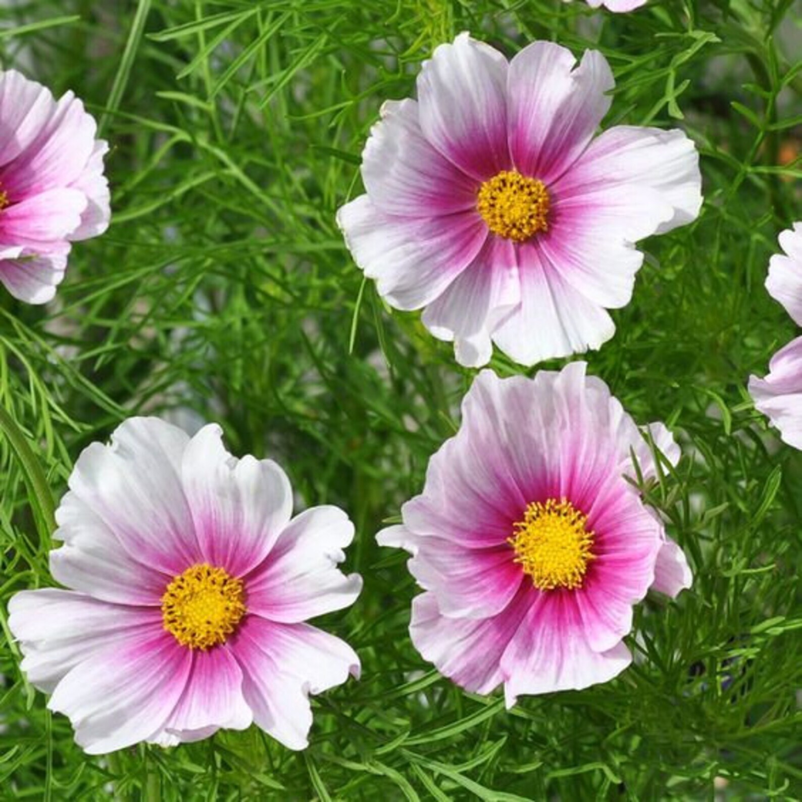 Cosmos Daydream Seeds 100 Ct Flower USA SELLER FREE SHIPPING BUTTERFLIES