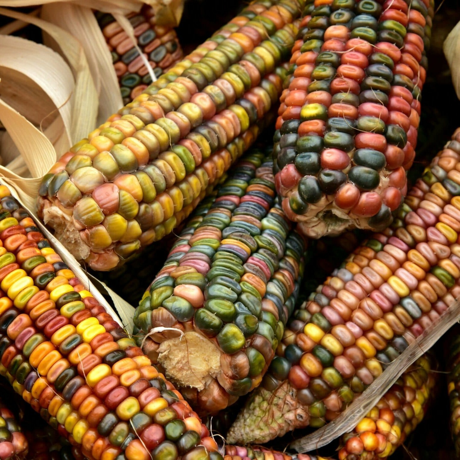 Earth Tones Ornamental Corn Seeds | Pastel Rainbow Glass Gem Popcorn Seed 2024