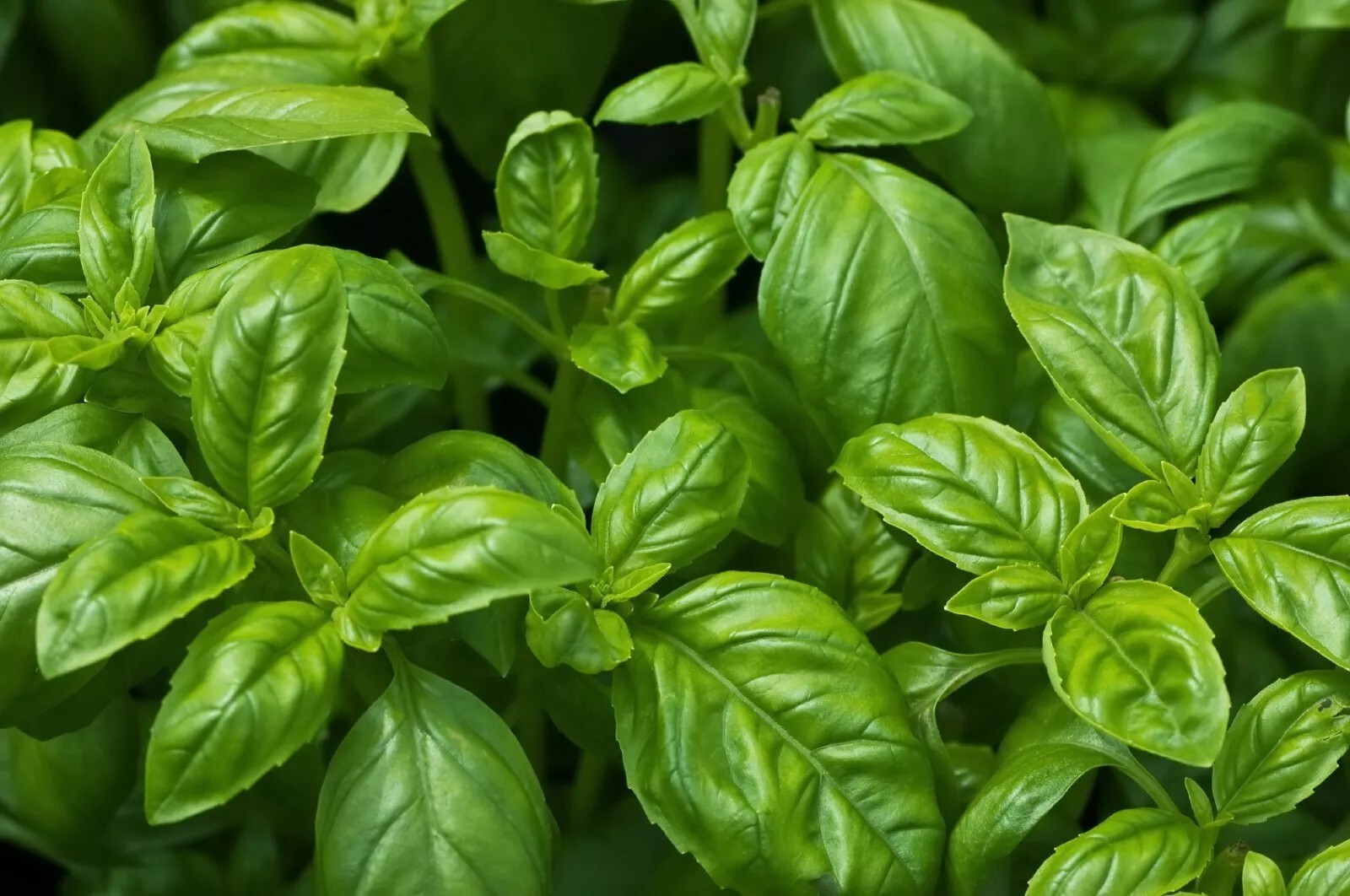 Sweet Basil Seeds, NON-GMO, ORGANIC, HEIRLOOM – Free Shipping!