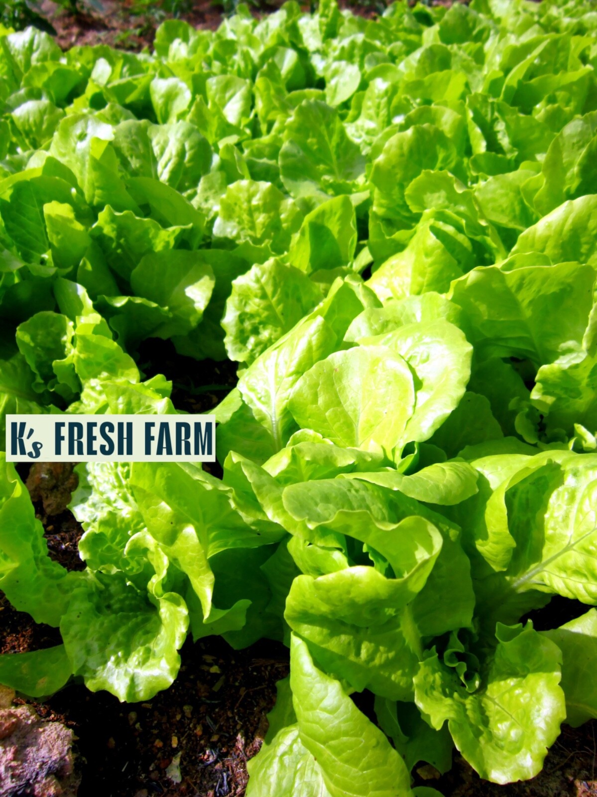 1000+PCS VIETNAMESE BUTTERHEAD LETTUCE SEEDS, HẠT XÀ LÁCH MỠ | 98% GERMINATION |