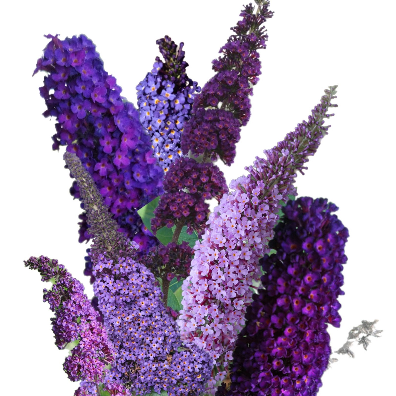 Butterfly Bush (Buddleia Davidii) – Fragrant – 250 Seeds