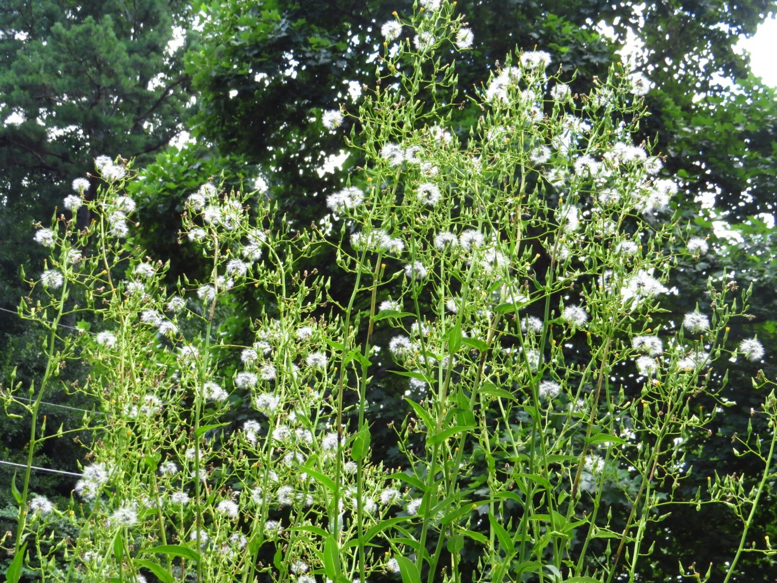 100 Wild/Opium Lettuce Seeds(LactucaVirosa)Medicinal Edible Plant.US grown seeds