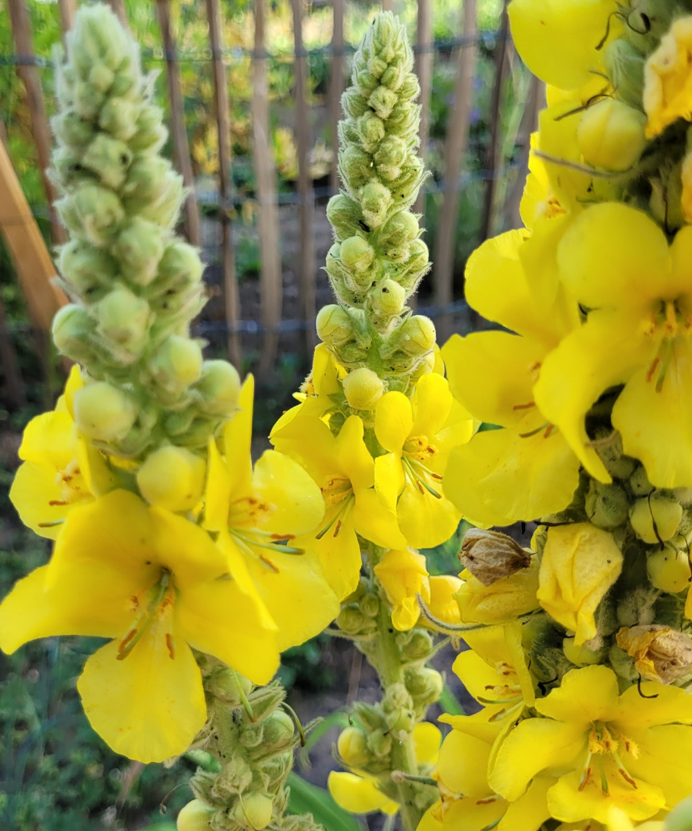 Yellow Moth Mullein Biannual Wild Flower Seeds Verbascum blattaria