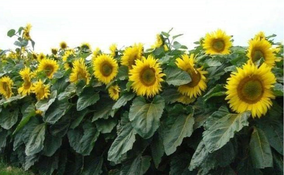 25 Sunspot Dwarf Sunflower Seed Heirloom NON-GMO Fresh Seed CUTE, STUBBY, & FUN