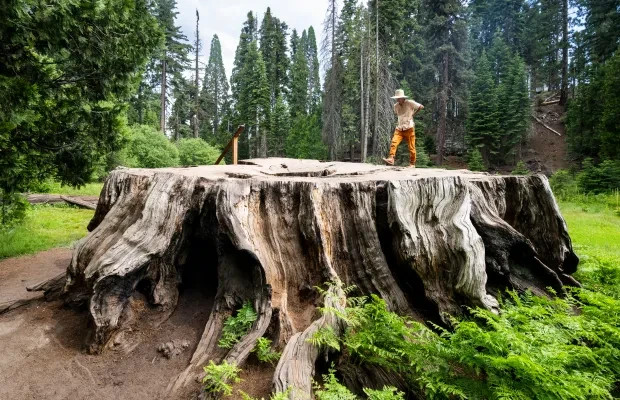 Giant Sequoia Seeds (Sequoiadendron giganteum) – 50 Seeds – 2025 Harvest