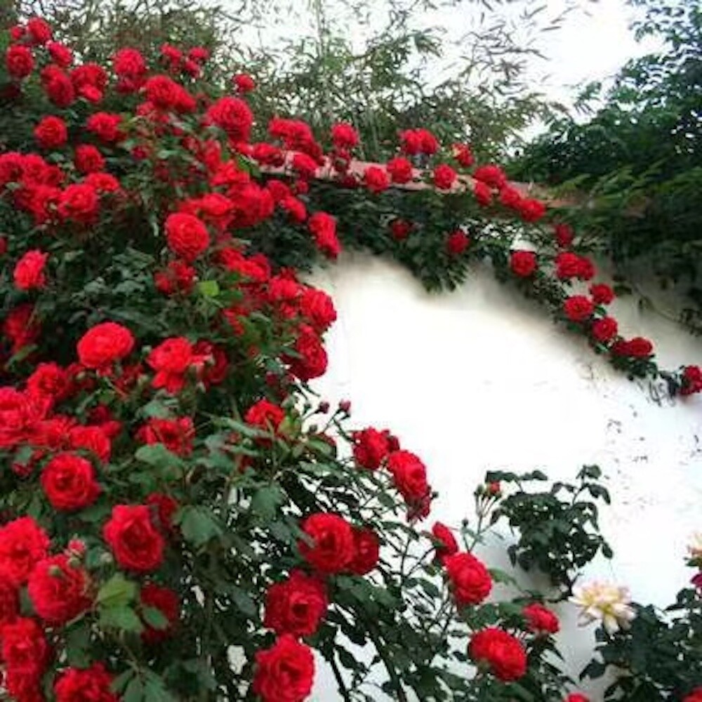 25 CLIMBING ROSE SEEDS Garden Plant Flower rare exotic USA seller FREE shipping