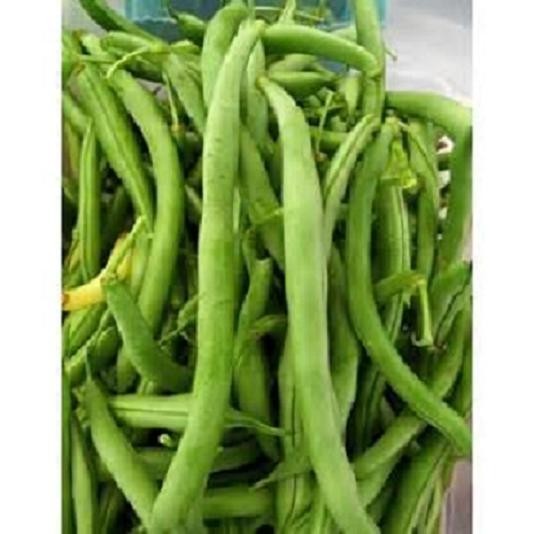 KENTUCKY WONDER BUSH Bean Seeds, Heirloom Seeds – NON GMO, A kitchen favorite.