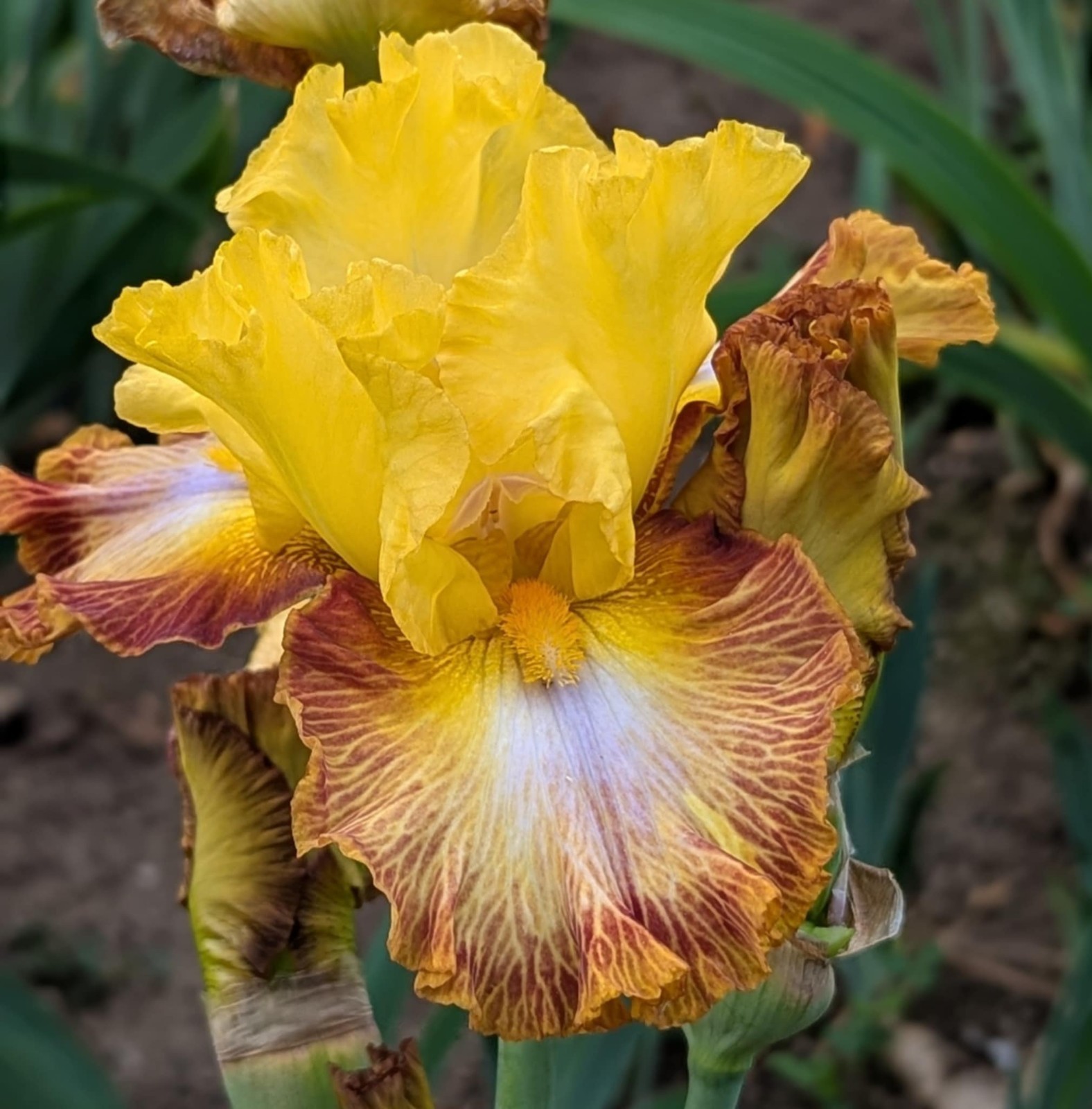 ‘Electric Burst’Tall Bearded Iris Rhizome PRE-SALE to Ship Aug/Sept