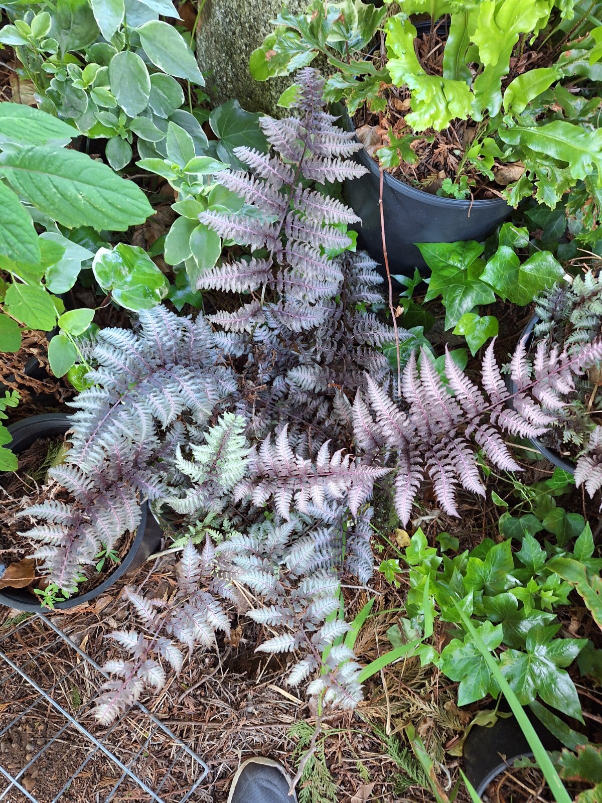 LADY FERN ‘REGAL RED’ 1000 SPORES (SEEDS*) FILIX FEMINA NIPONICUM, COLD HARDY