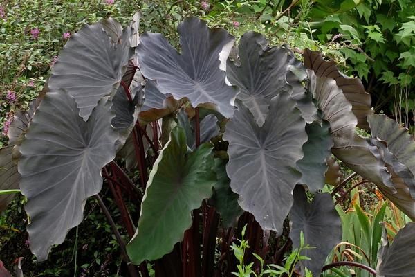 Colocasia esculenta BLACK RUNNER TARO – 1 Freshly dug plant/bulb!