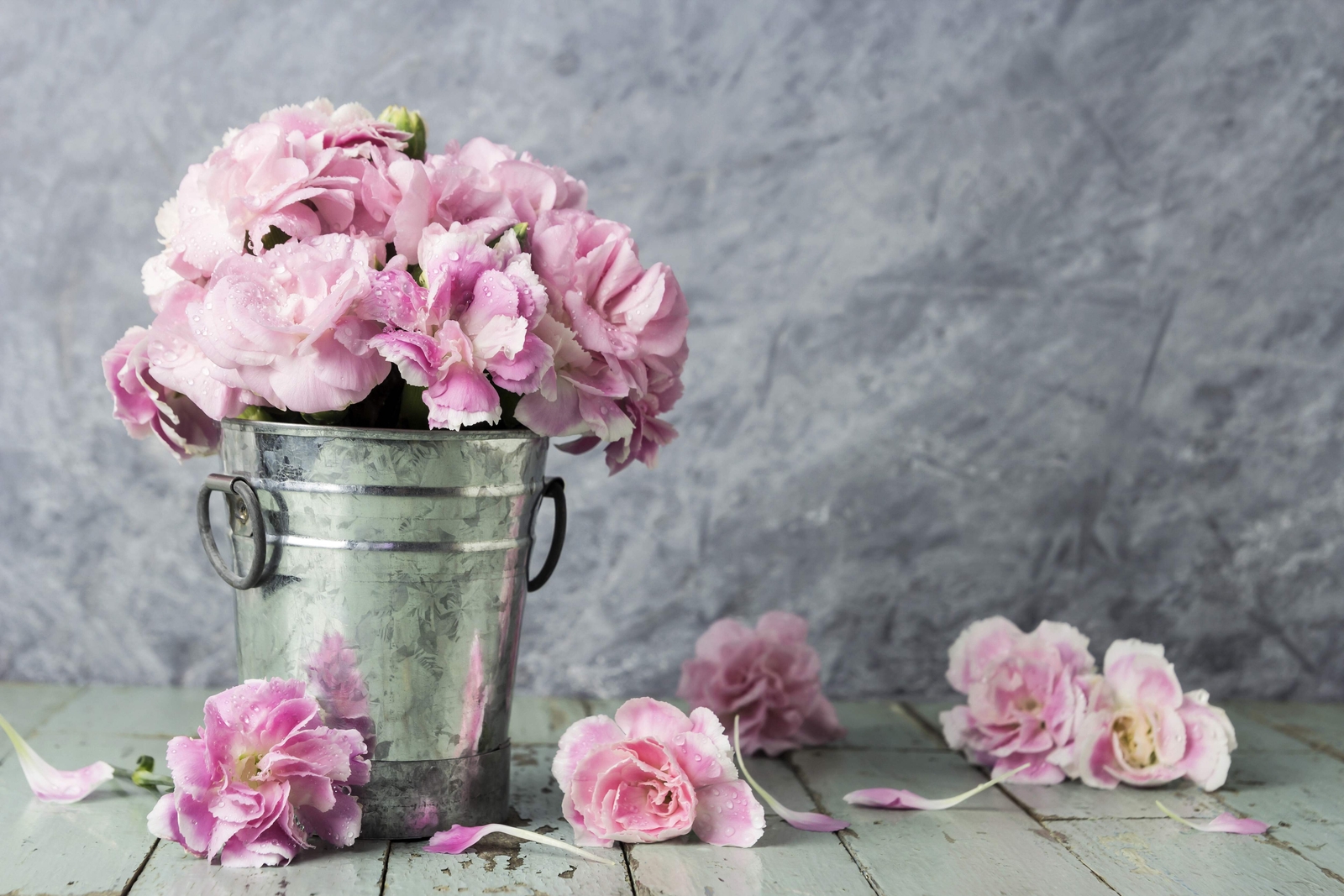 50 La France PINK CARNATION Dianthus Caryophyllus Chabaud Flower Seeds *Comb S/H