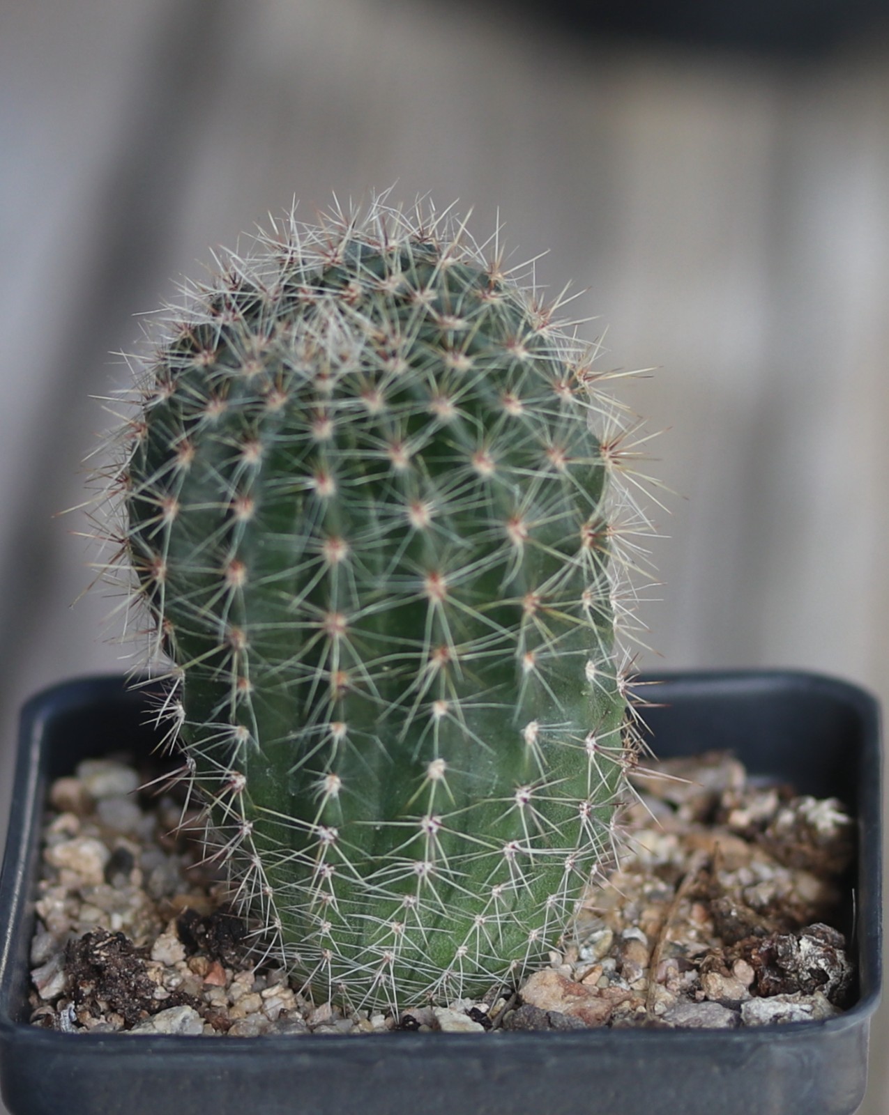Echinopsis hybrid ‘Sunny Daze’