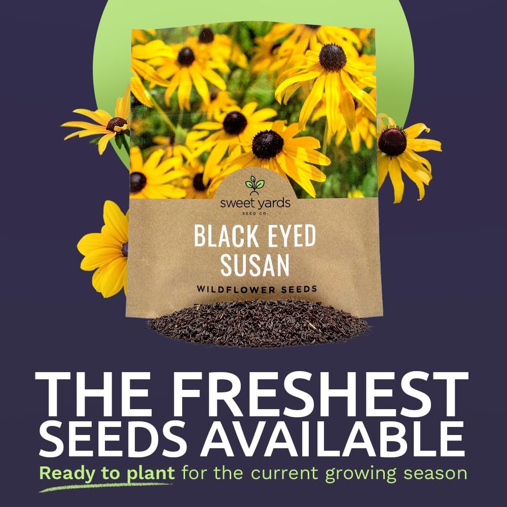 Black Eyed Susan Seeds – Extra Large Packet – Over 100,000 Open Pollinated No…
