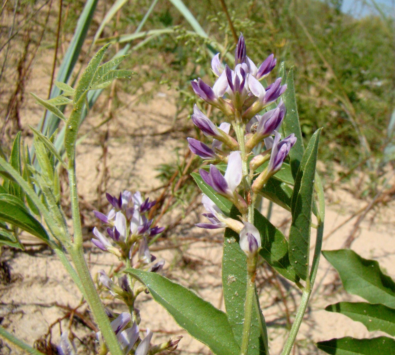 Licorice Seeds – Glycorrhiza glabra Seeds – Nice Aroma – Multiple Quantities