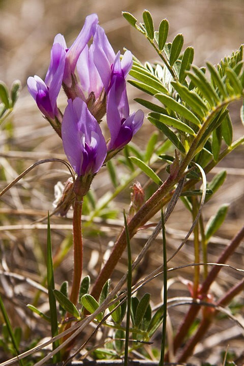 Astragalus crassicarpus | Ground Plum | Groundplum Milkvetch | 50_Seeds