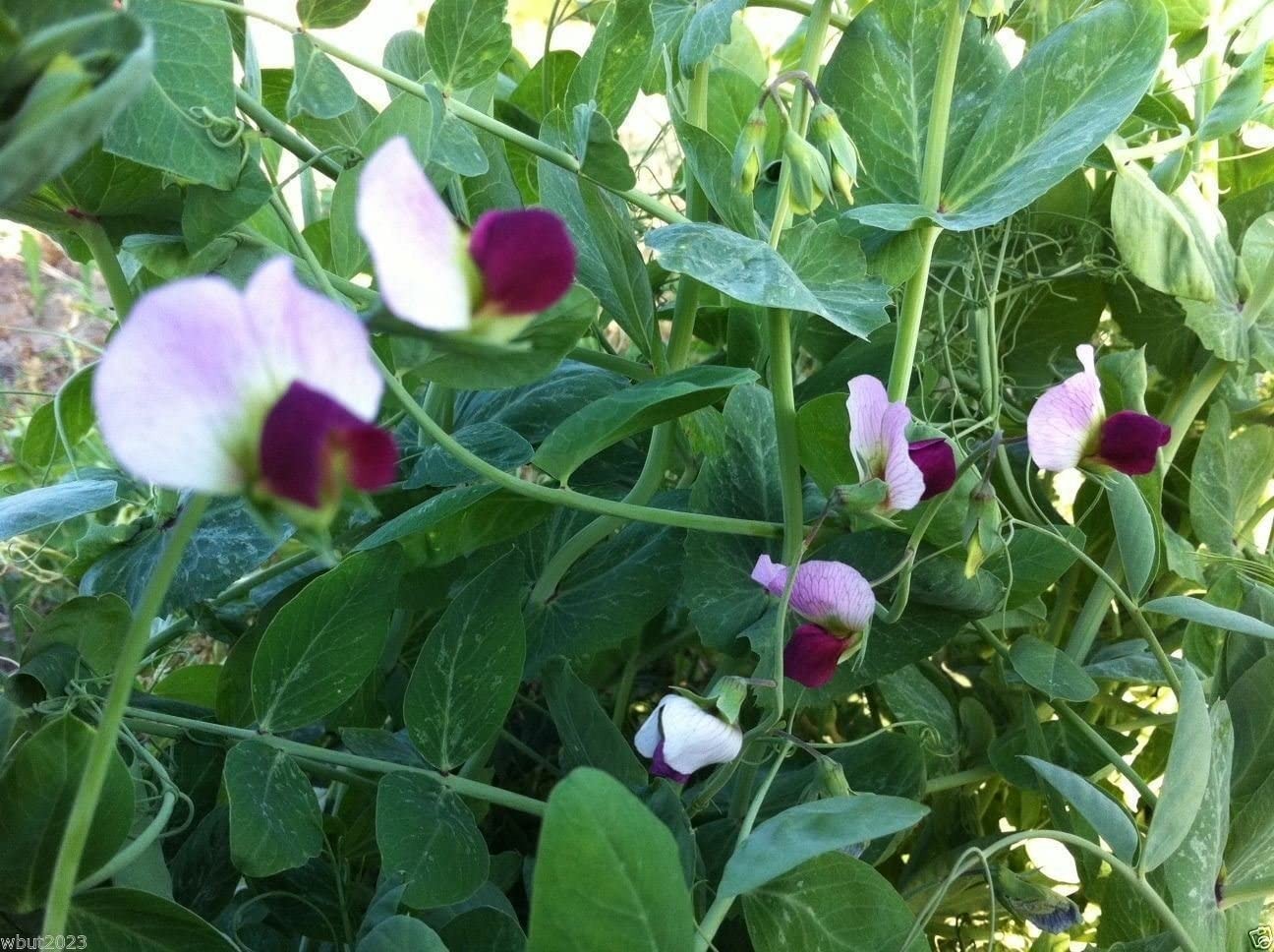 Austrian Winter Pea Seeds |Cold Hardy Shelling Snap Peas Seed 2024 Fast Shipping