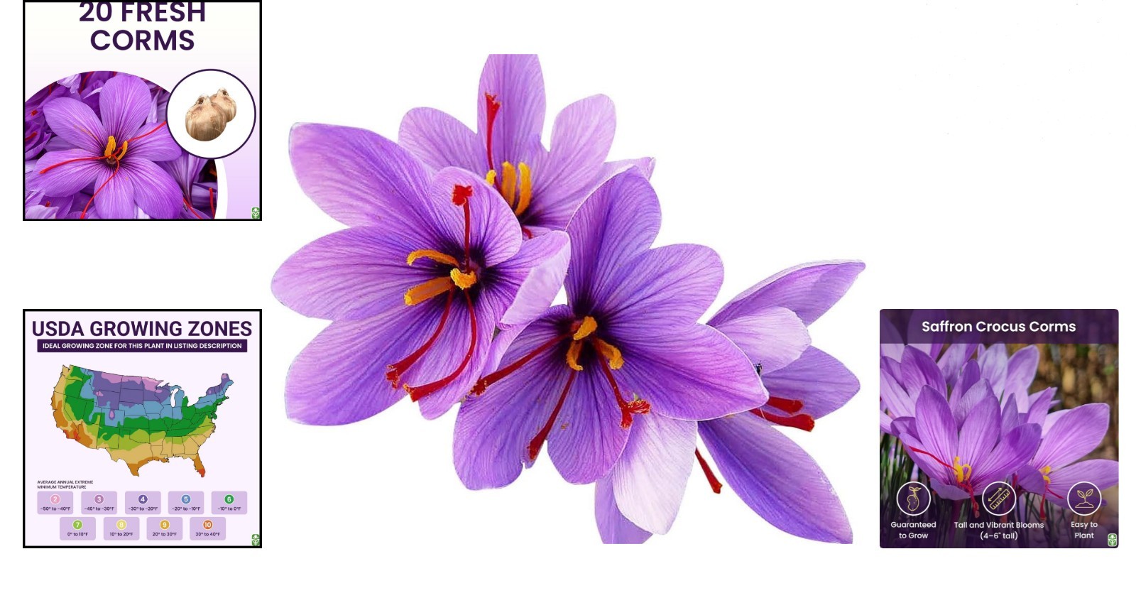 Cultivate Rare Saffron with 20 Jumbo Crocus Sativus Corms – Attracts Pollinators