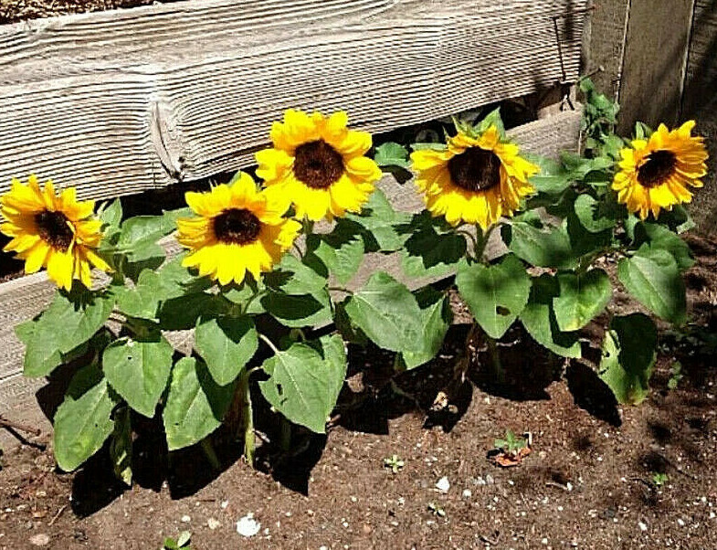 Dwarf Sunspot Short SunFlower 60+ Seeds~from “My Brooklyn Botanical Garden Club”