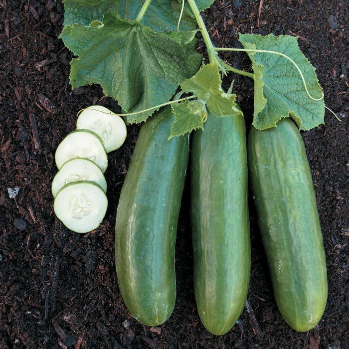 25 STRAIGHT “8” CUCUMBER SEEDS FRESH HARVEST FOR 2024 GARDENS