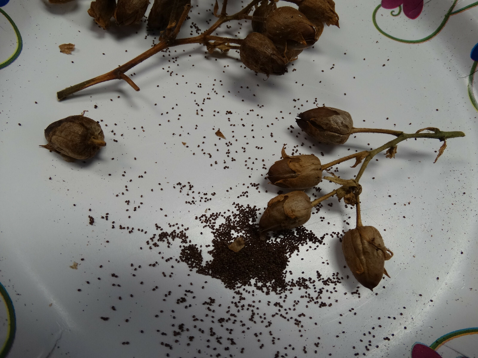 2000+ MACEDONIAN PRILEP TOBACCO SEEDS VERY RARE ORIENTAL AROMATIC 2023 CROP