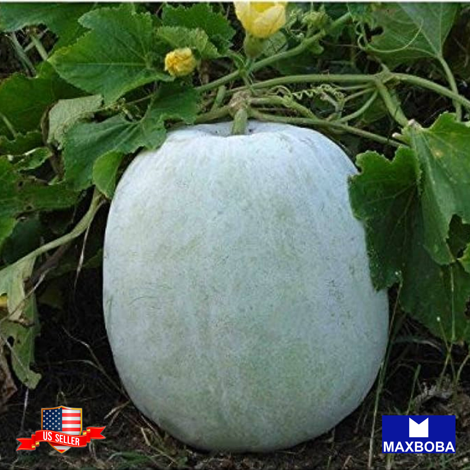 11 Giant Wax Gourd Seeds Non-GMO Heirloom Vegetable BTGO 75% OFF