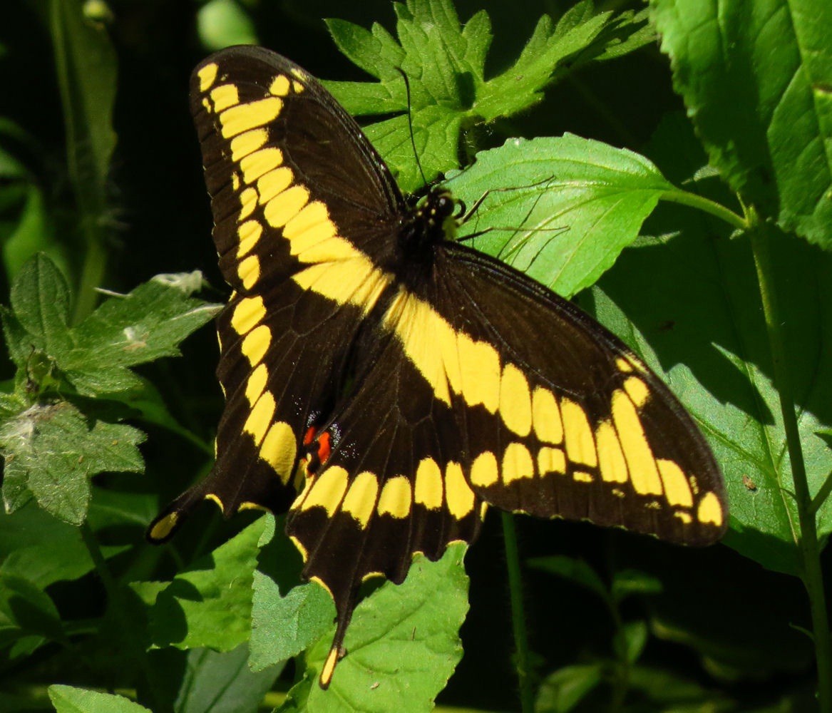 Zanthoxylum Fagara Wild Lime/Prickly-Ash Seeds, Giant Swallowtail Butterfly Host