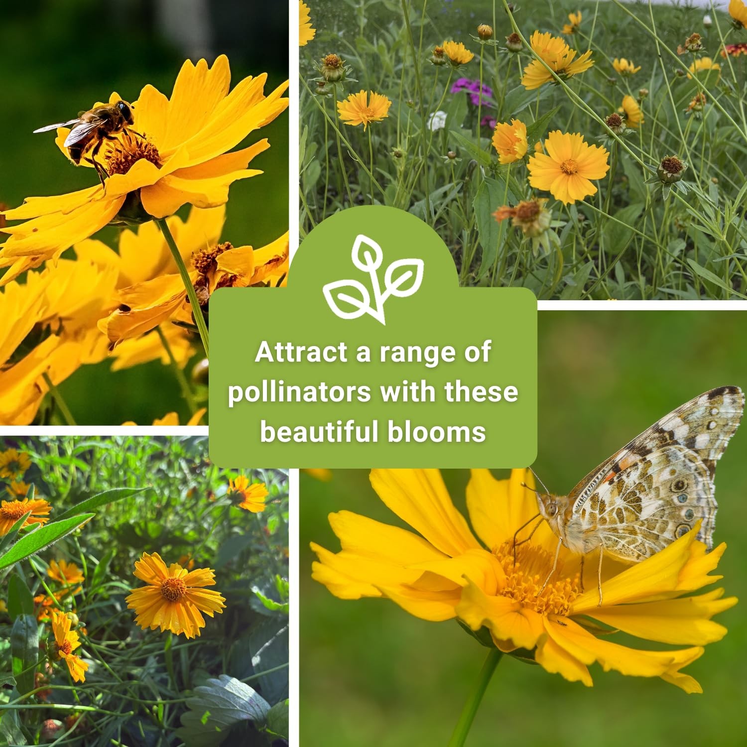 Sow Right Seeds – Dwarf Lance-Leaved Coreopsis for Planting – yellow
