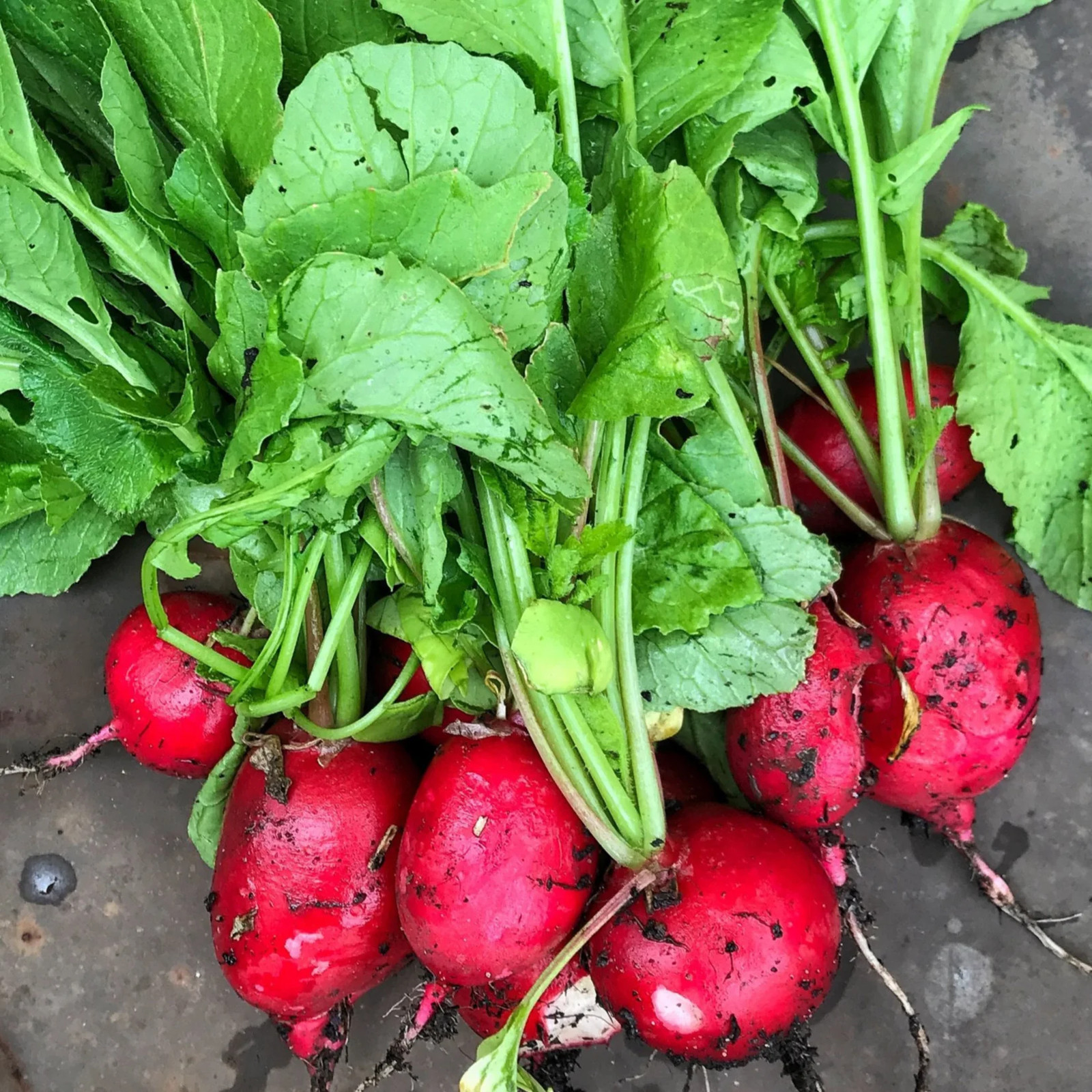 German Giant Radish Seeds | Large Red Globe Radishes Crimson Vegetable Seed 2024