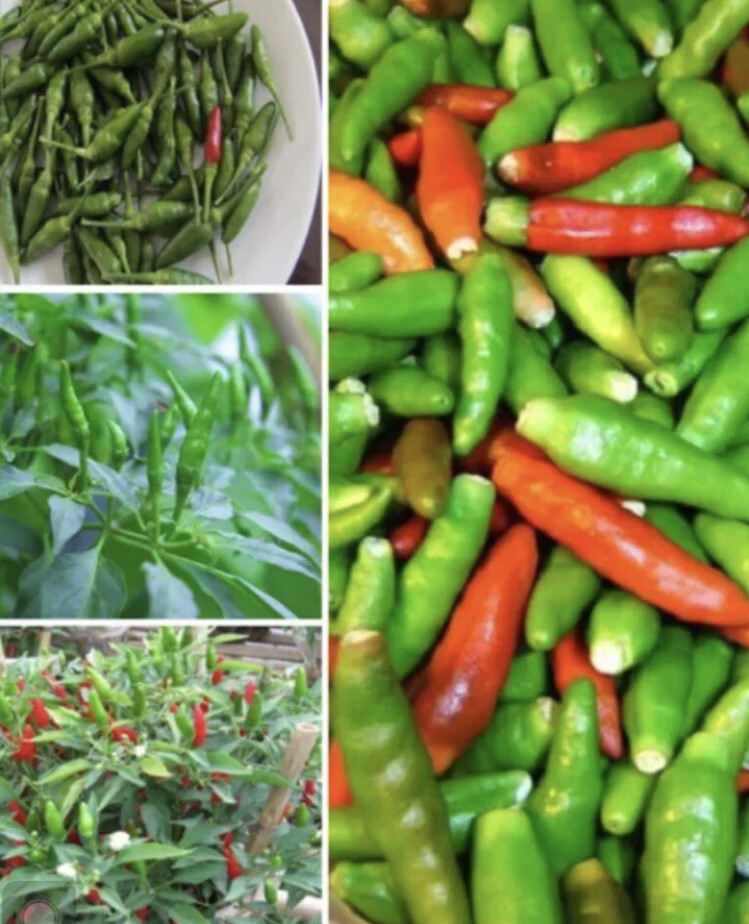 50 Hot Thai Pepper Seeds – Organic Grown- Ớt Hiểm