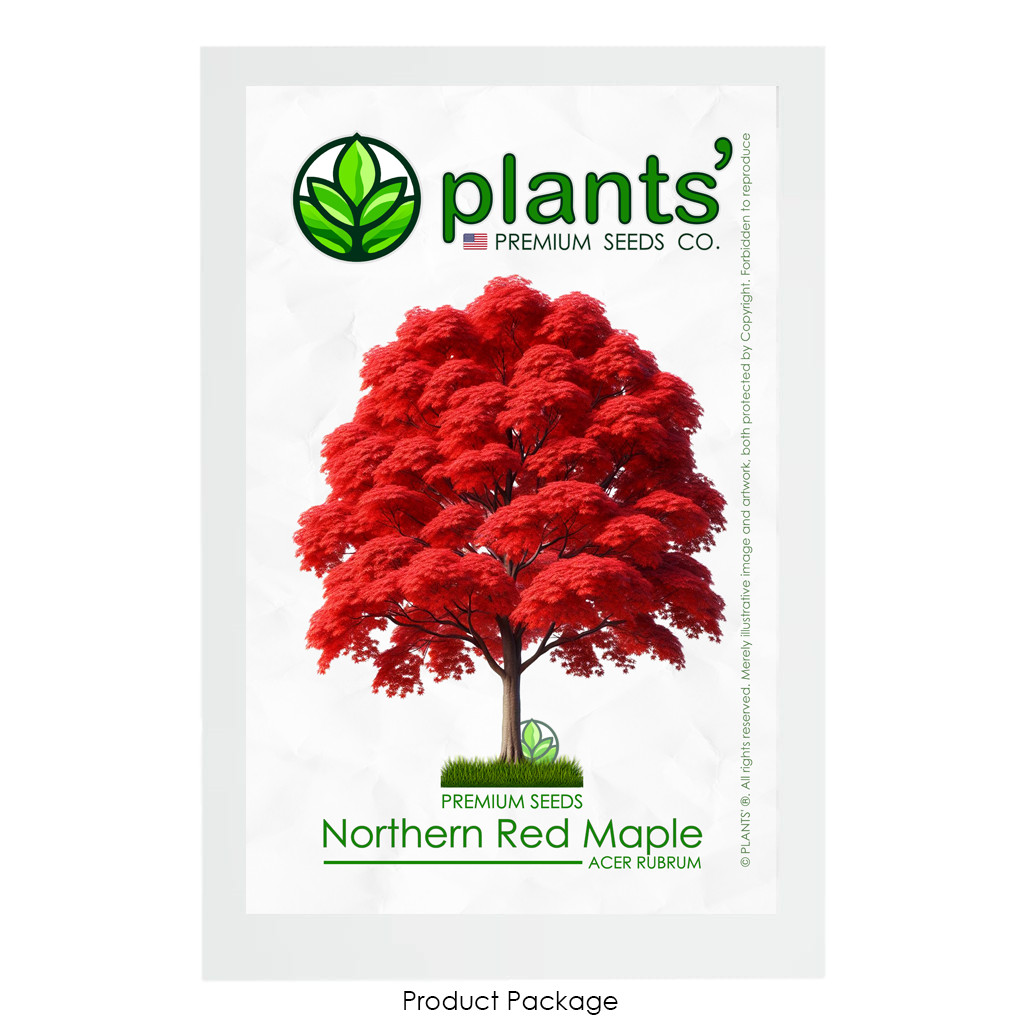 Northern Red Maple Tree | Premium Seeds | Acer rubrum ‘Fall’ | Plants’®