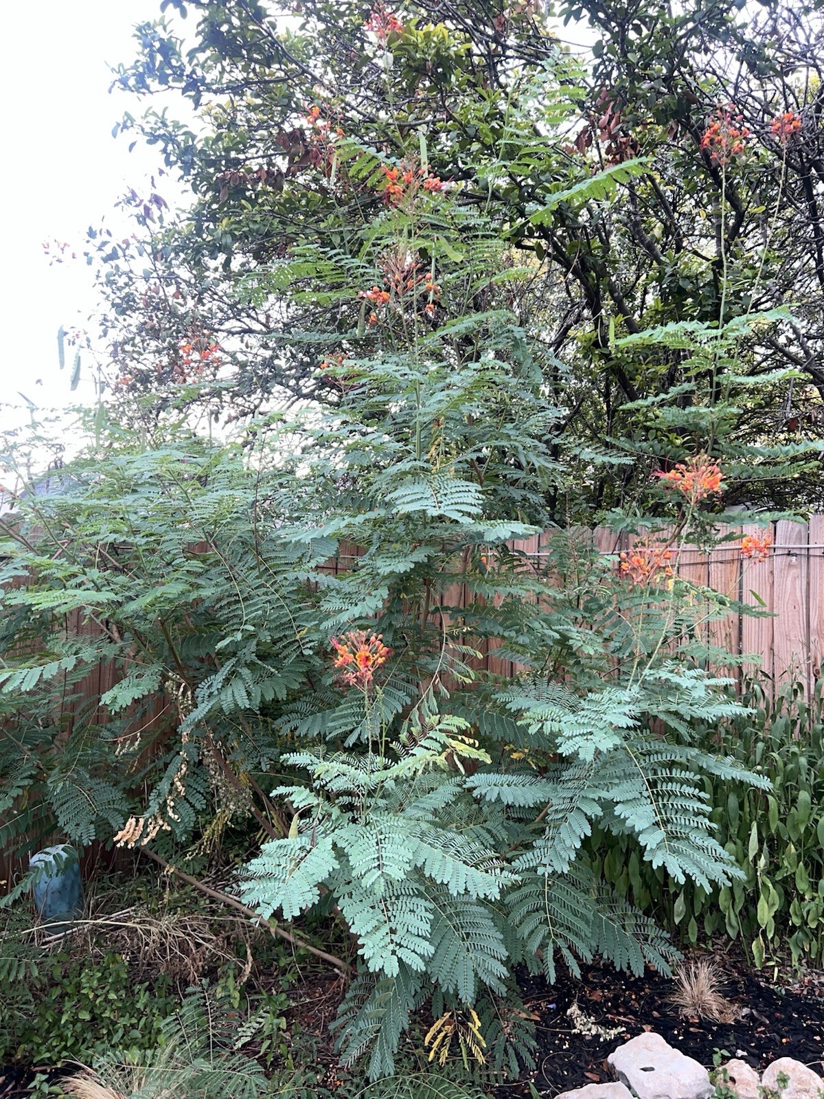 Pride of Barbados Mexican Bird of Paradise Seeds. 12 Seeds.