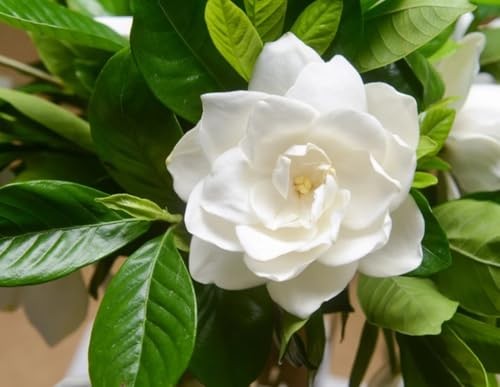 100PCS Gardenia Seeds Cape Jasmine Jasminiodes Fragrant White Shrub Flower