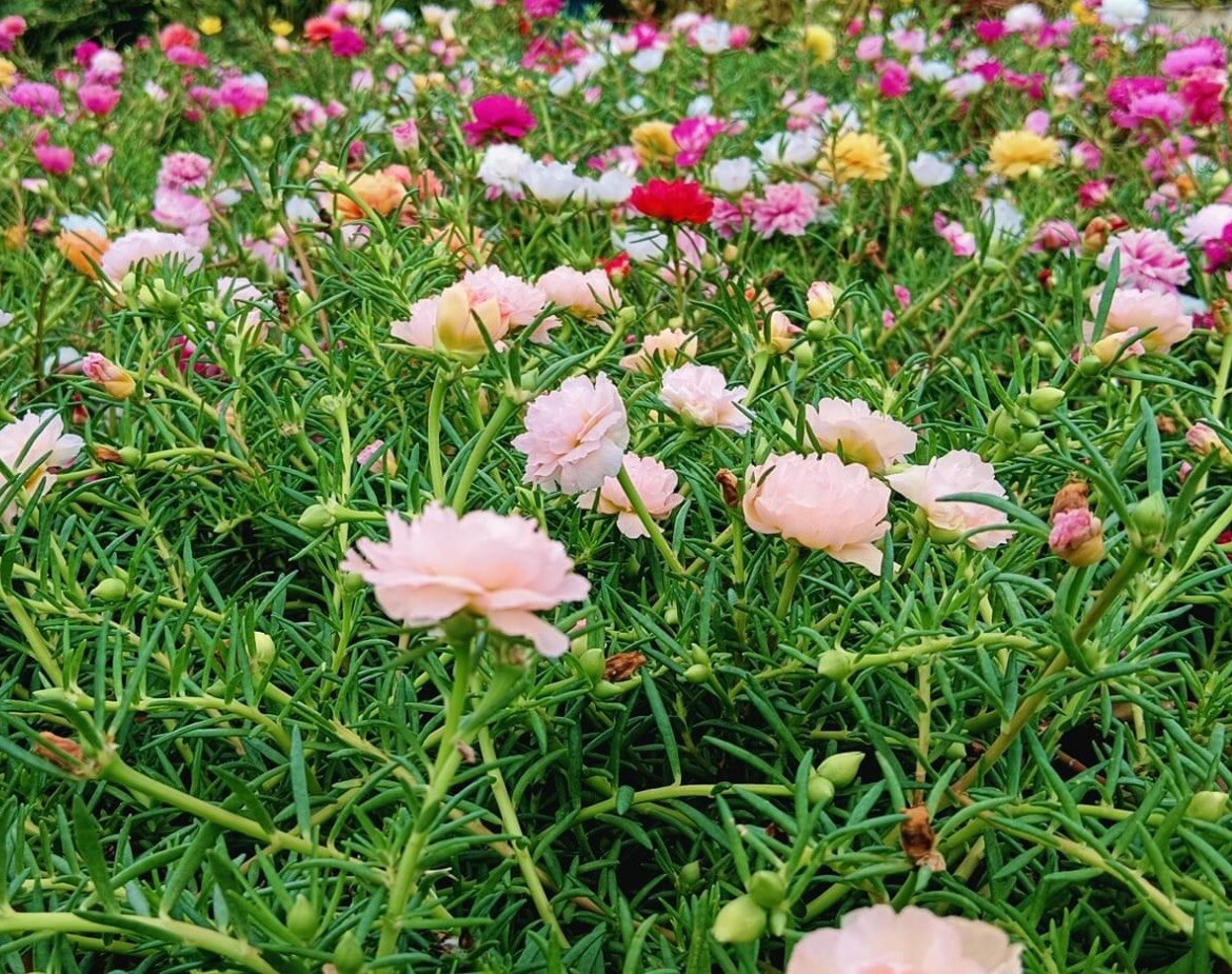 1000+ SEEDS MOSS Rose Double Mix Color- Portulaca grandiflora BUY2GET1FREE