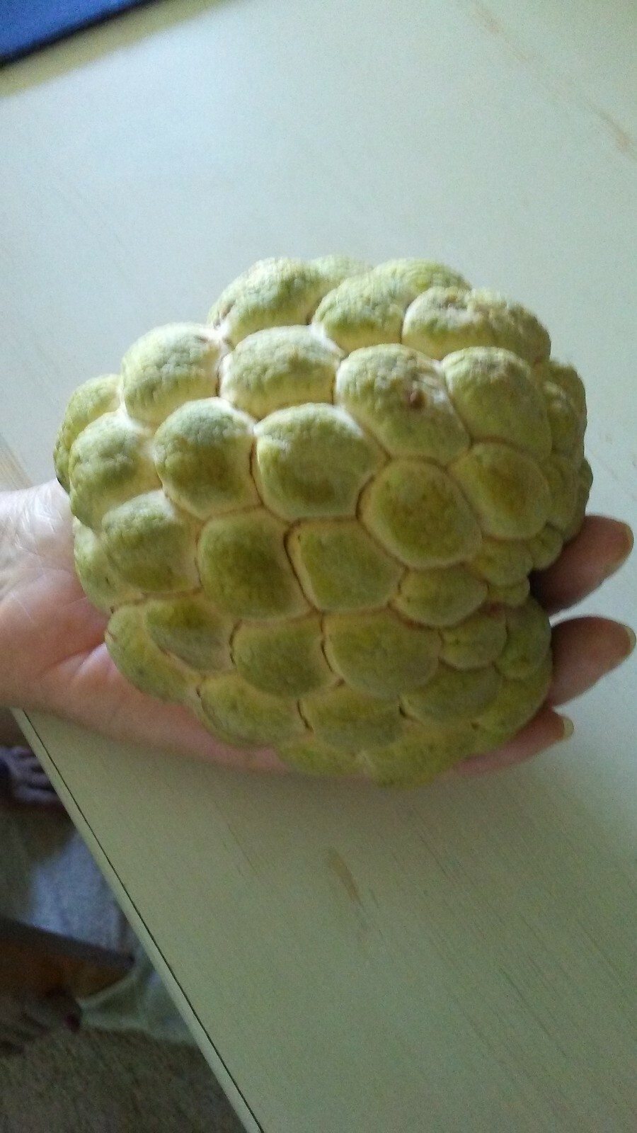 20 Seeds Organic Sugar Apple Annona Squamosa Tropical Fruit Plant ,Mảng cầu dai