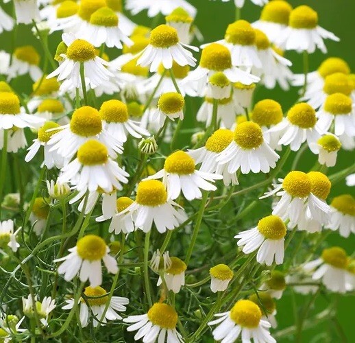 2000++ German Chamomile Seeds Herb Medicinal Fragrant Groundcover ANNUAL USA