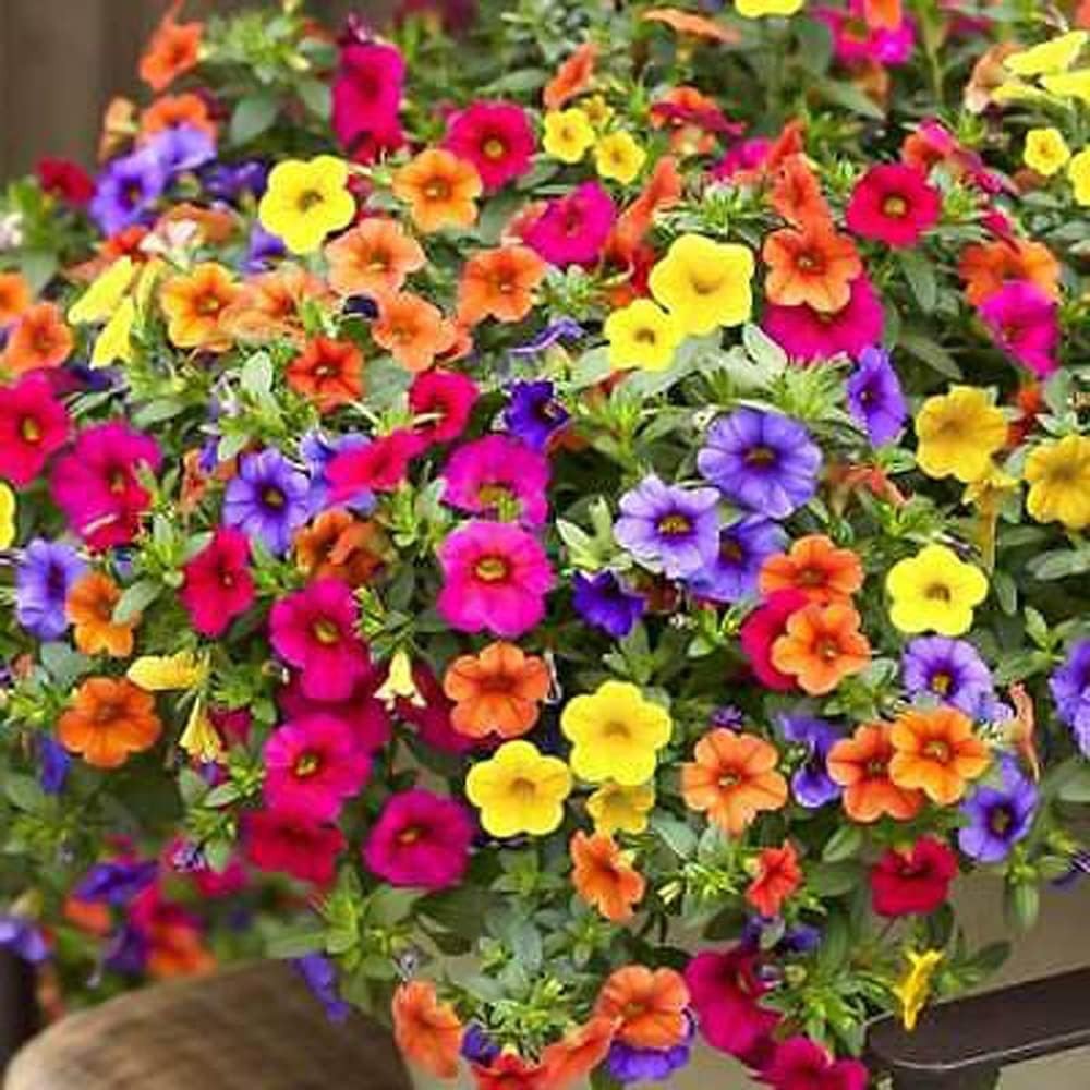 Perennial Hanging Petunia Seeds – 300 Heirloom Seeds for Spring to Fall Blooms