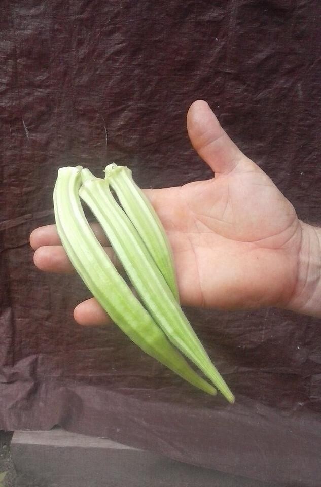 Heirloom Garden Seeds | Non-GMO Vegetable & Herb Seeds | Survival Gardening