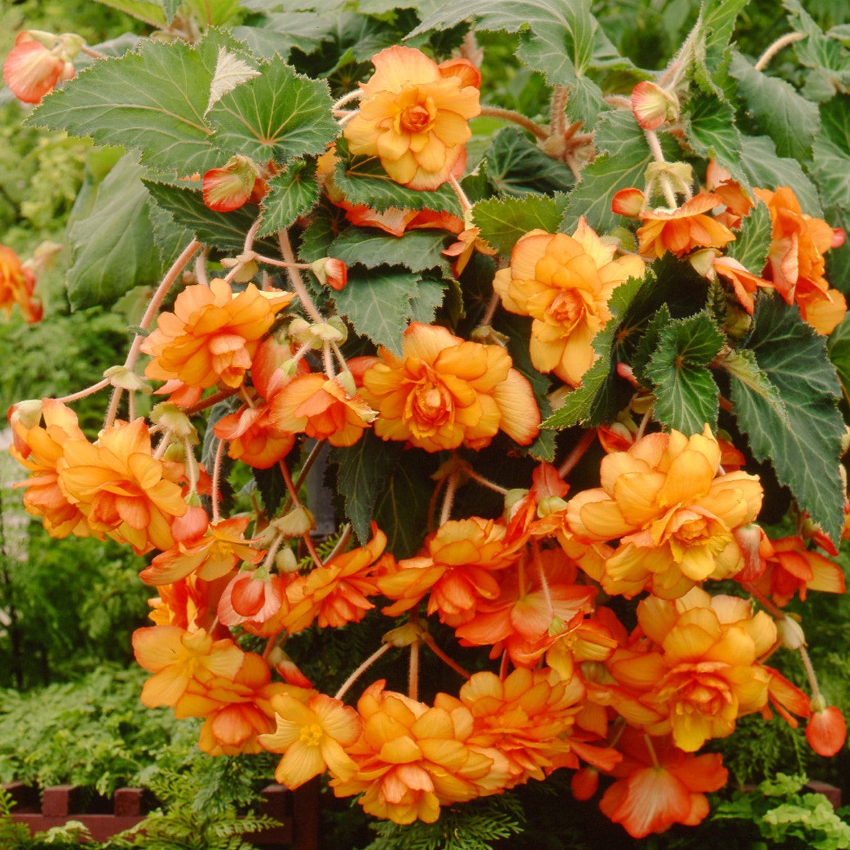 Begonia Hanging Picotee Yellow Red 3 Plant Bulbs – Summer Tropical Blooms