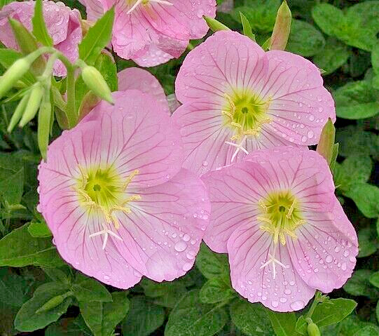 Showy pink evening primrose 100 seeds pink evening primrose, Oenothera speciosa