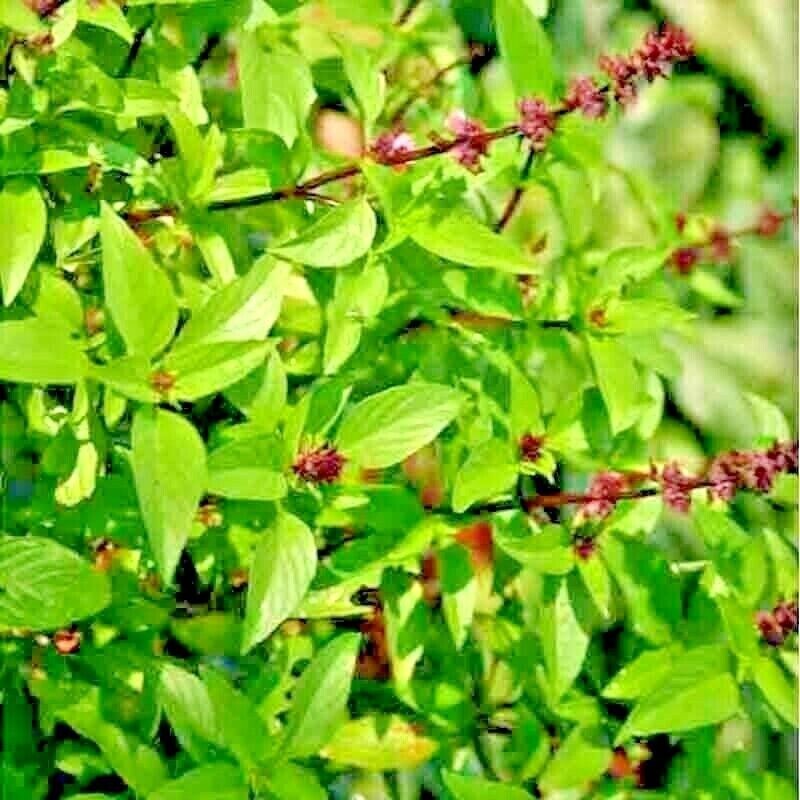 1200+ CINNAMON BASIL SEEDS – HERB ———————— PERENNIAL – HEIRLOOM