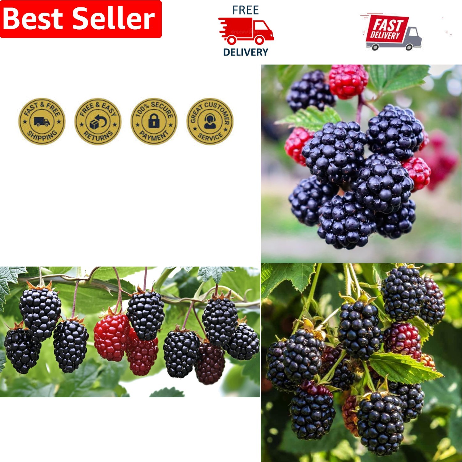 Grow Sweet Blackberries: 200 Non-GMO Seeds for Delicious Home Harvesting