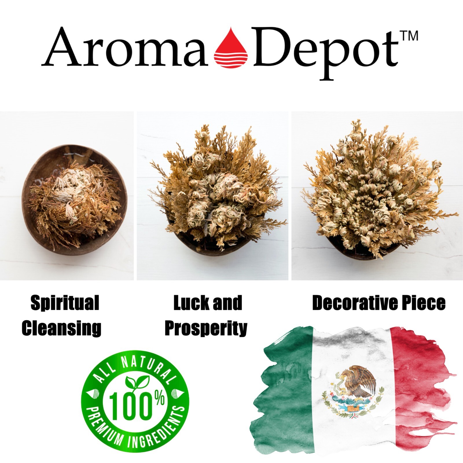 Rose of Jericho Flower Resurrection Rose Flor de Peña Selaginella Lepidoph Plant