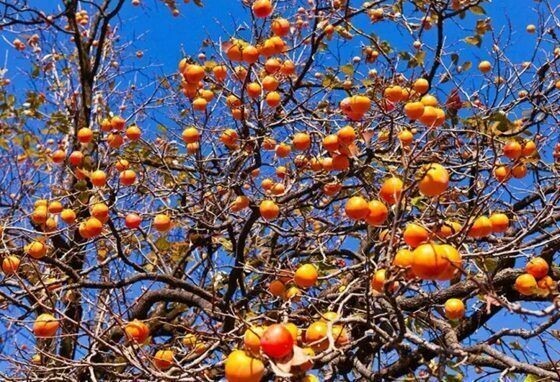 20Pcs Persimmon Seeds Plants Fruit Trees Diospyros Cargillia Garden Nature Fresh