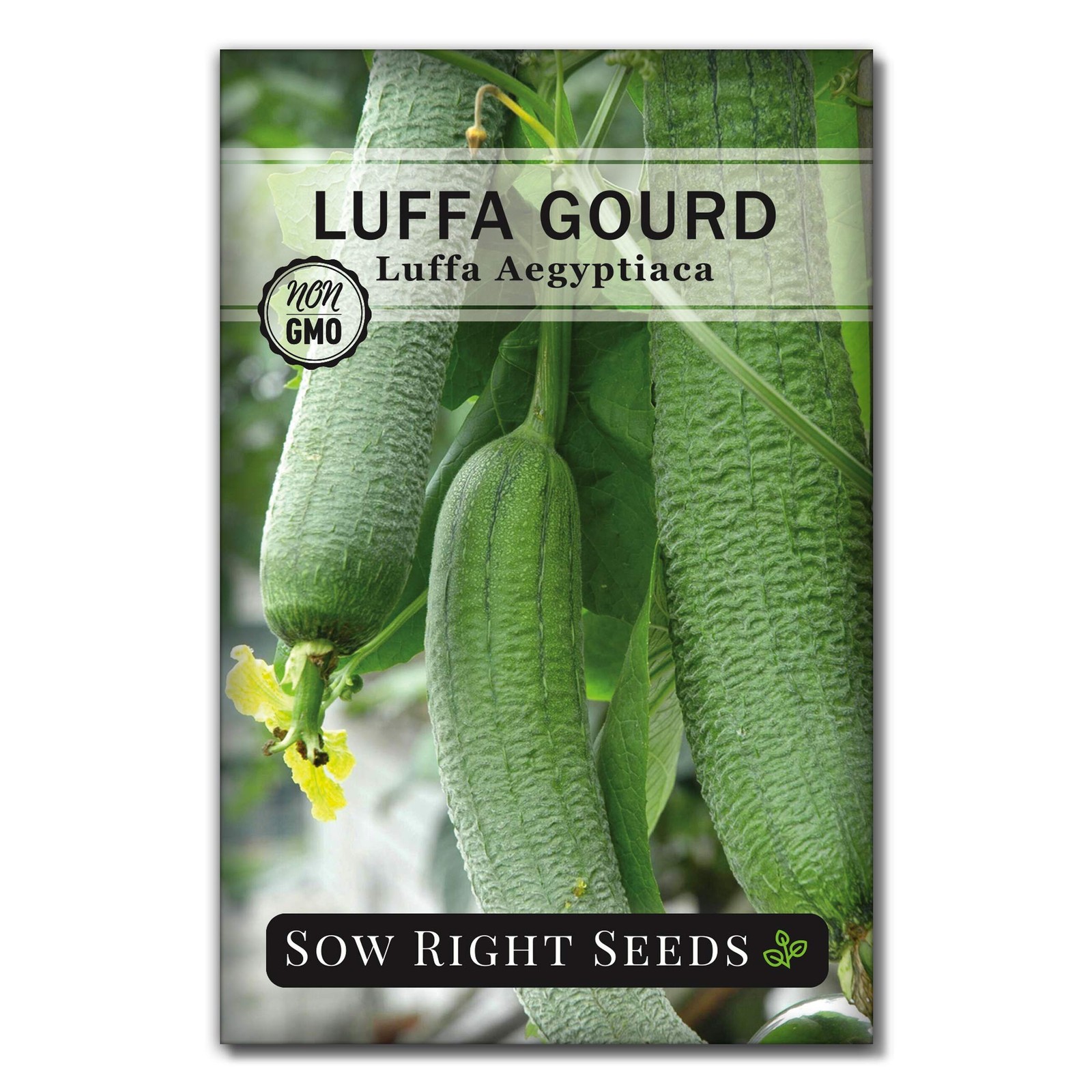 Luffa Gourd Seeds Plant Non GMO Heirloom Packet Garden Sponge 30 Count