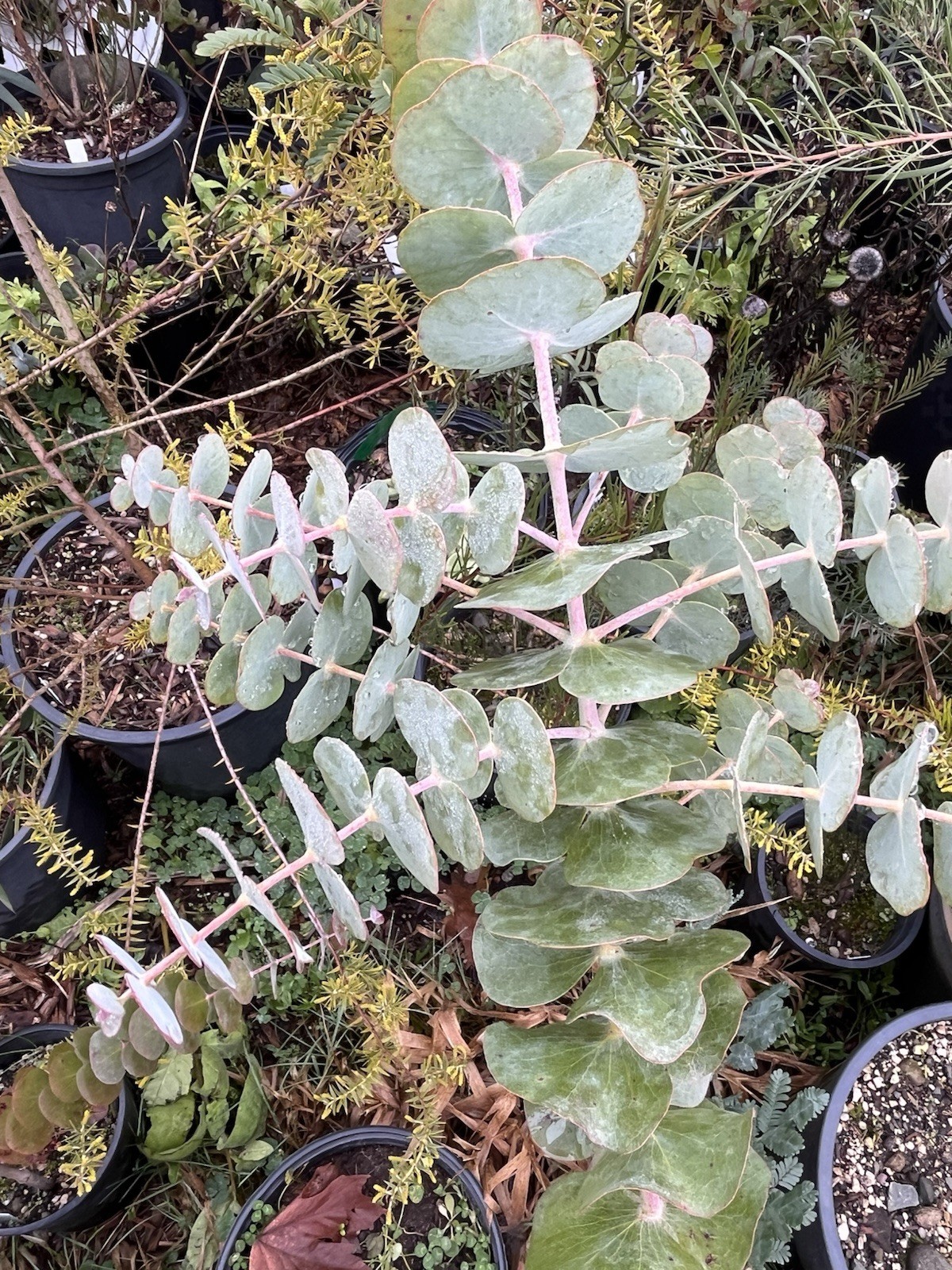 Acacia, Callistemon, Eucalyptus, Melaleuca, Seeds