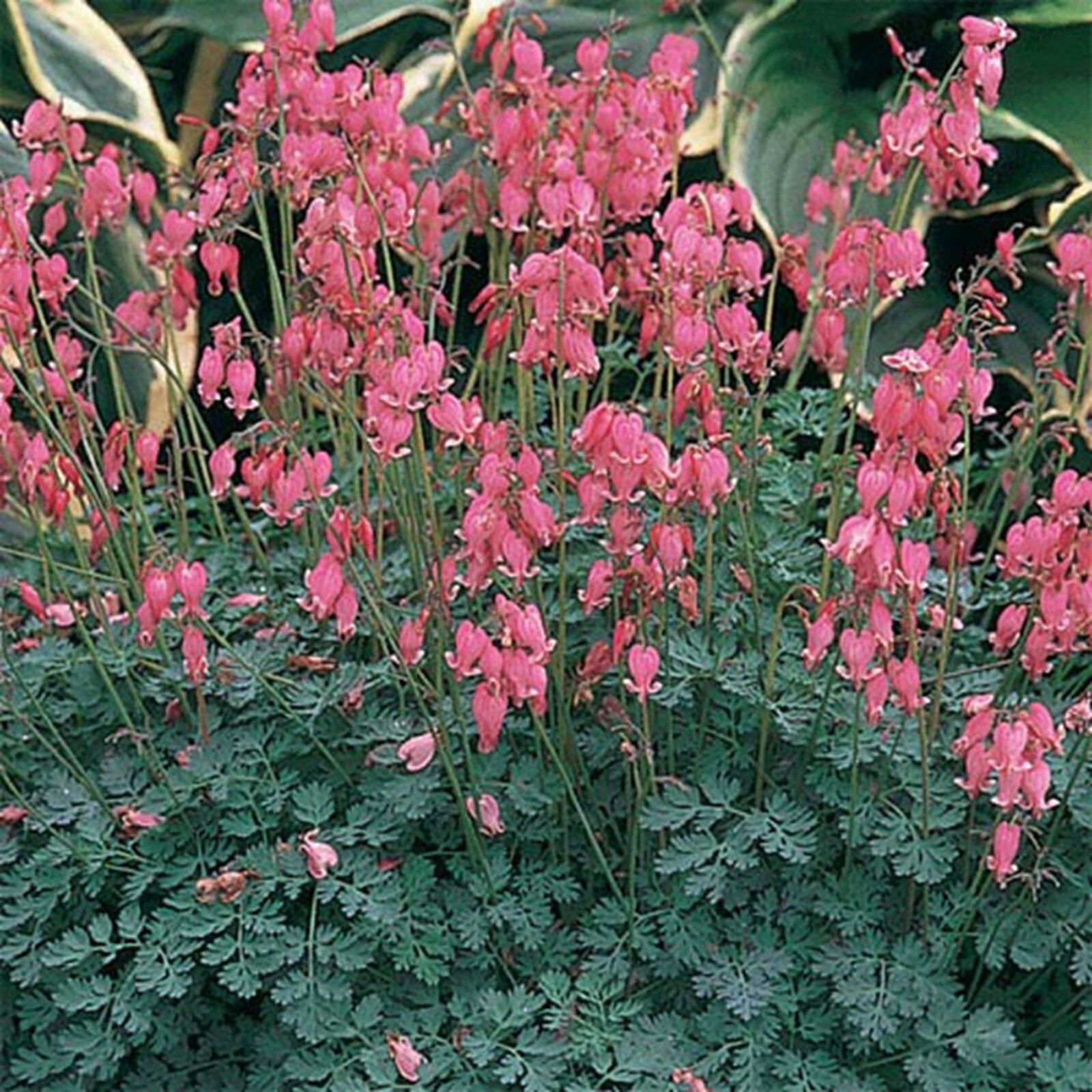 25 Light Pink Bleeding Heart Seeds Dicentra Spectabilis Flowers Seed US SELLER