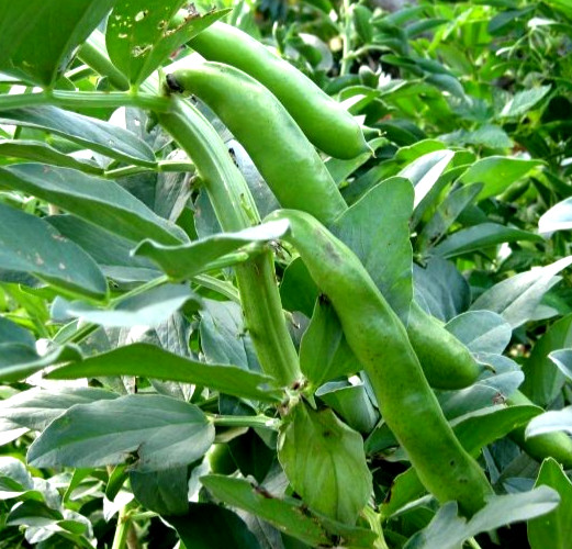 Bronco Bean Seeds 20 SEEDS NON-GMO –BUY 4 ITEMS FREE SHIPPING