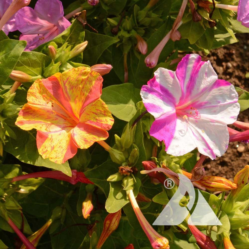 125+ BROKEN COLORS FOUR O’CLOCK SEEDS FRESH FOR YOUR FLOWER GARDENS